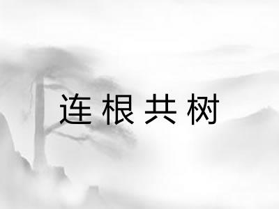 连根共树 连根共树