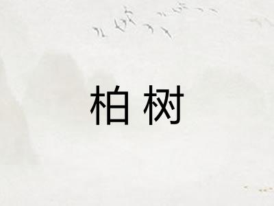 柏树 柏树