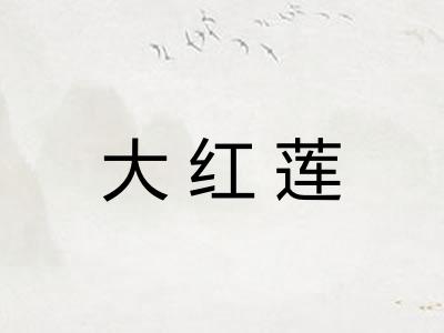 大红莲 大红莲