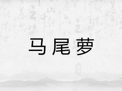 马尾萝 马尾萝